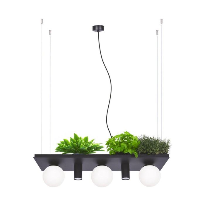 Zuma Line-Plant-5555-ZUM5555